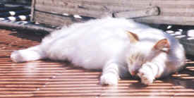 20060824105841-gatito1.jpg